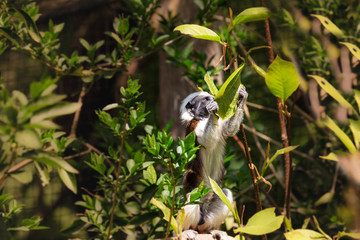 Pinscher Tamarin - Saguinus oedipus sitting on a branch among green leaves and holding a leaf in its paw with beautiful light and bokeh.