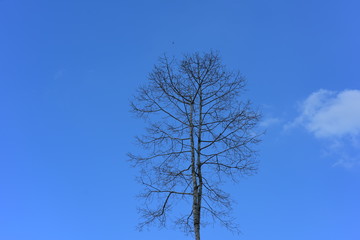 Tree with branches And a little leaf with the sky in nature, used as a background image