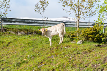 Fototapeta premium Cows in the sun in the Canillo countryside in the Pyrenees, Andorra in spring.
