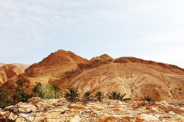 Oasis en el desierto
