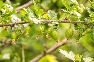Fototapeta premium Green juicy berries on a spiky bush of gooseberry in a spring garden