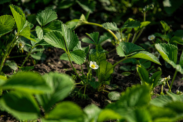 White flowers and green leaves of blooming garden strawberries