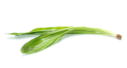 Vegetable,Culantro  isolated on white background