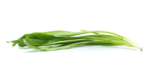 Fototapeta premium Vegetable,Culantro isolated on white background
