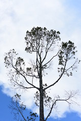 The trees against the sky on a bright sunny day