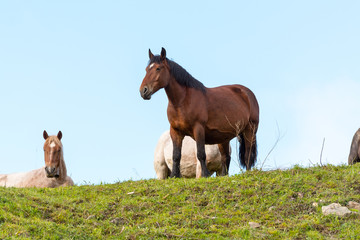 Fototapeta premium Rural stage with horses in the fields of Canillo in Andorra