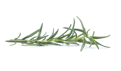 Fototapeta premium rosemary isolated on white background