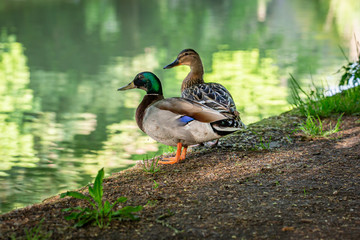 Naklejka na ściany i meble Two mallard ducks standing on a riverbank