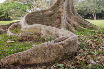 roots of a tree