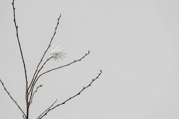 Obraz premium Early blooming white magnolia flower without leafs growing near a gray wall.