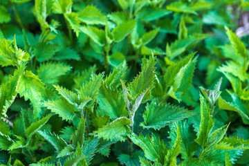 side view of natural growing bush of stinging nettles in the forest. 