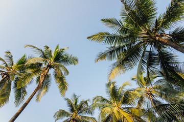 Fototapeta na wymiar tropical landscape by the sea palms on blue sky