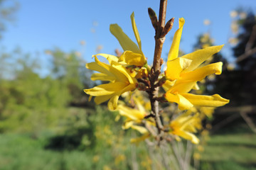 flowering shrub with yellow flowers on the branches    