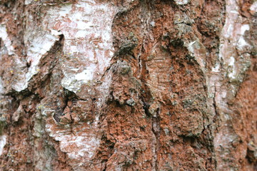 pattern of birch bark with black birch stripes on white birch bark and with wooden birch bark texture