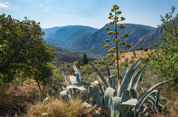 a blue sky and a great agave in a greek landscape of mountains