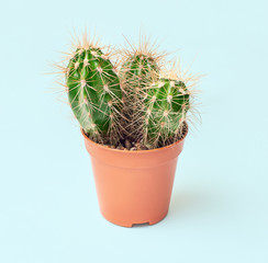 Minimalistic shot of home cactus plant in pot isolated on blue background. Houseplant hobby concept