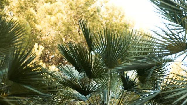 Palm trees in sunny Barcelona. Beautiful nature. Summer
