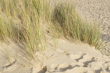 Beachgrass
