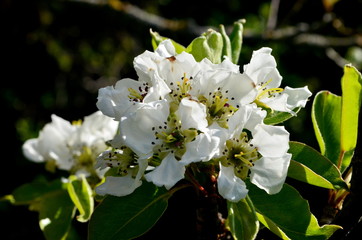 Beautiful flowering apple trees close-up spring