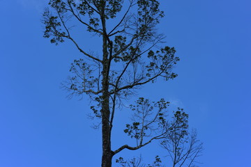 The trees against the sky on a bright sunny day