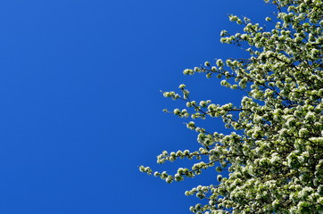 Beautiful flowering apple trees. Blooming plant branches in spring warm bright sunny day. Place for text