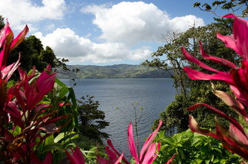 Flowers on the lake bank in Costa Rica.