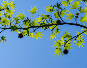 Liquidambar styraciflua or American sweetgum with fresh green leaves and spiky black balls seeds on blue sky background. Amber tree twig in clear sunny day in spring garden. Place for your text