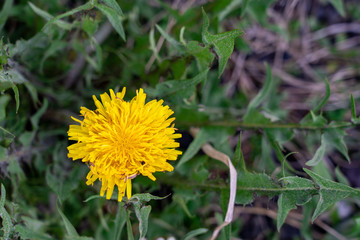 Bright yellow dandelion flower is growing in the garden in spring