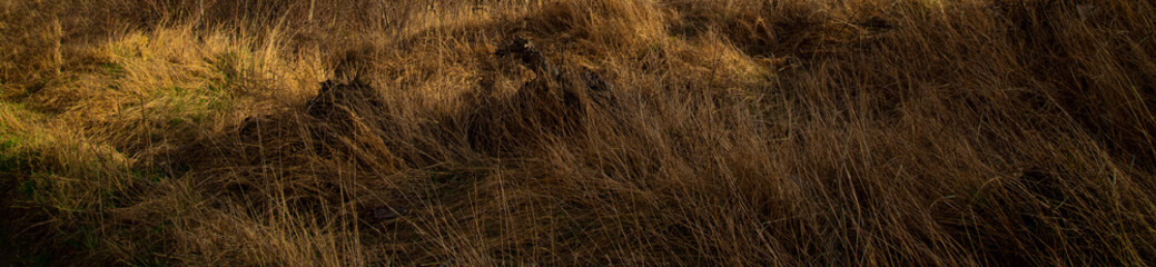 Fototapeta premium dry brown grass field abstract soft focus outside space of dramatic autumn season
