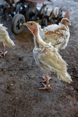 Closeup portrait of white broiler-type chicken standing on the ground looking straight into the camera in aviary