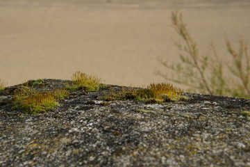 Moss