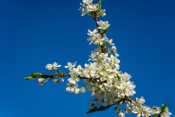Branch of blooming plum tree against bright blu sky in the garden in spring