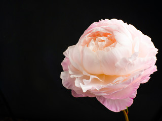Closeup of beautiful blooming pink peony isolated on black background. Copy space