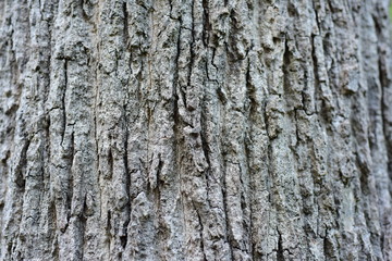 The bark is black-brown with beautiful patterns, used as a background image.