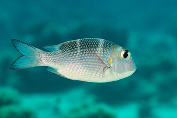 humpnose bigeye bream silvery fish
