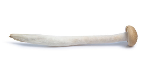 shimeji mushroom isolated on white background