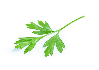 parsley leaf isolated on white background