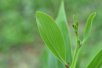 Green leaves in nature used as a background image.