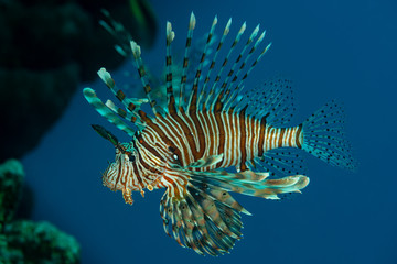 Fototapeta na wymiar red lionfish fish on reef