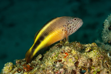 Fototapeta na wymiar freckled hawkfish fish on coral