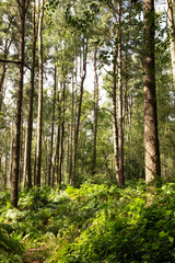 Naklejka premium walkway in the woods of surrey england