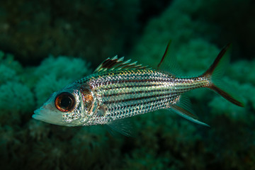 silvery spotfin squirrelfish bigeye fish