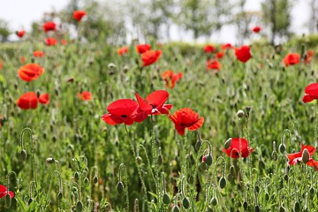 한국 경기도 시흥시 시흥갯골생태공원 입니다