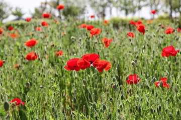 한국 경기도 시흥시 시흥갯골생태공원 입니다