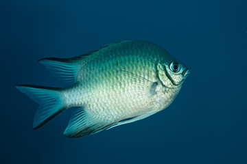 white-belly damselfish damsel white fish