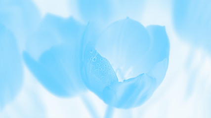 Floral blue panoramic format background. Blue flowers tulips with water drops