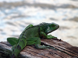 iguana on a tree