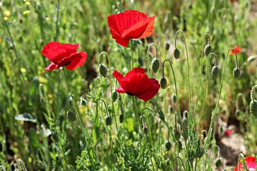 한국 경기도 시흥시 시흥갯골생태공원 입니다