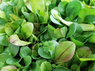 green leaves background