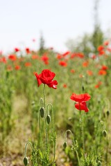 한국 경기도 시흥시 시흥갯골생태공원 입니다